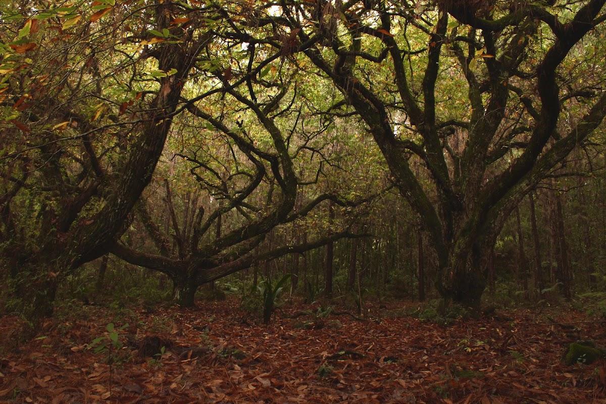 Floresta Nacional de Canela